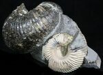Cadoceras Ammonite Cluster - Russia #34632-2